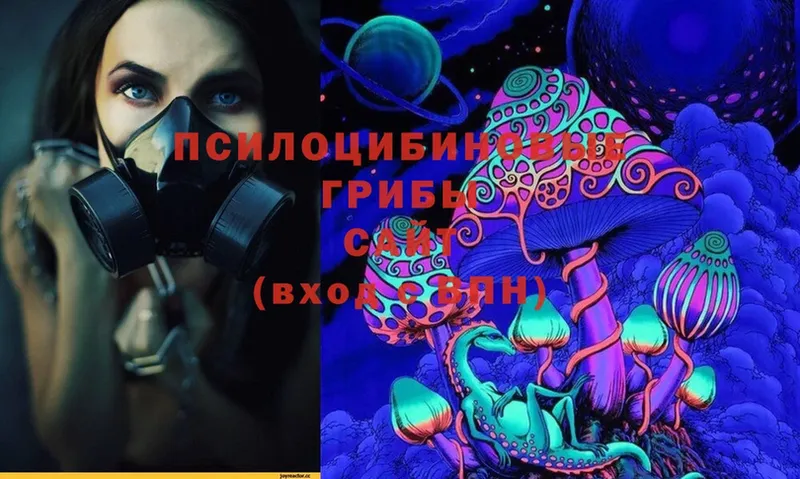 Псилоцибиновые грибы Cubensis  Балей 